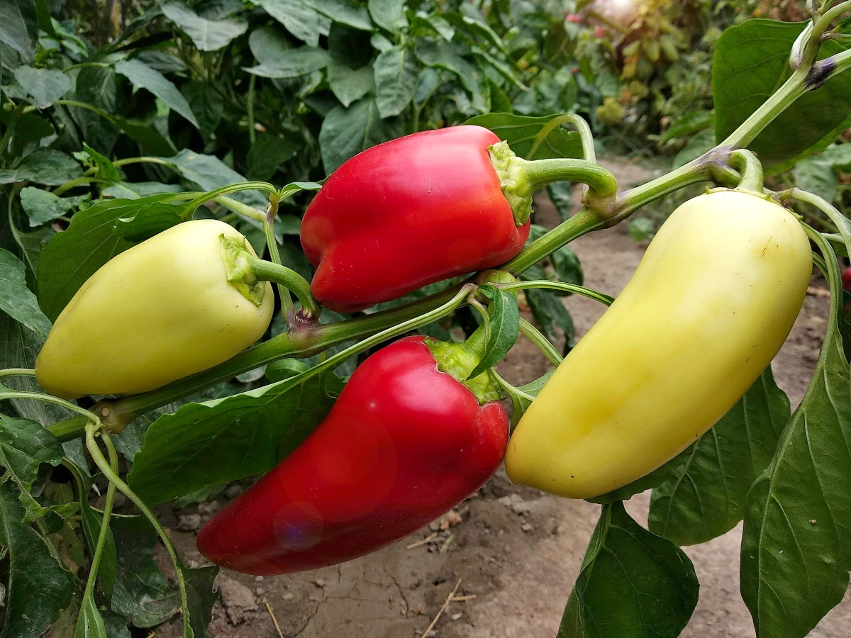 Pickled Peppers (Hungarian, Banana, Other Varieties) photo